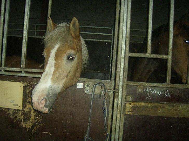 Haflinger Valerie - Boks billede 2009. billede 6