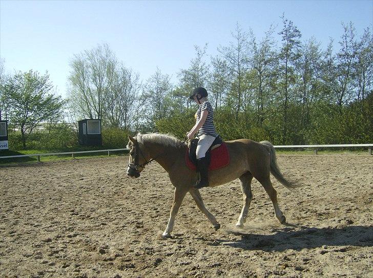 Haflinger Valerie - Dressurtræning 2010. billede 10