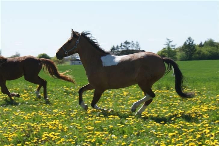 Anden særlig race Holmgaards Jazmin tidl pt - Galop :) 2009, tror jeg. billede 10