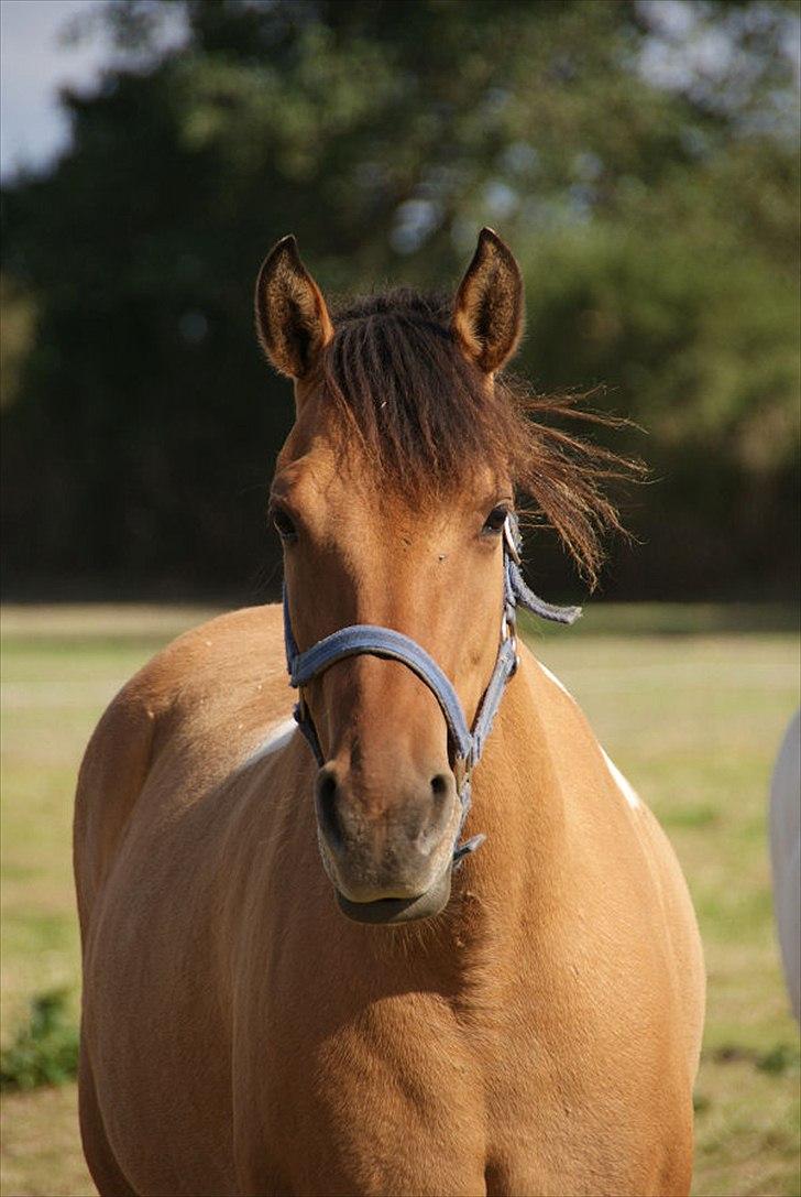 Anden særlig race Holmgaards Jazmin tidl pt - Sommer 2010 billede 11