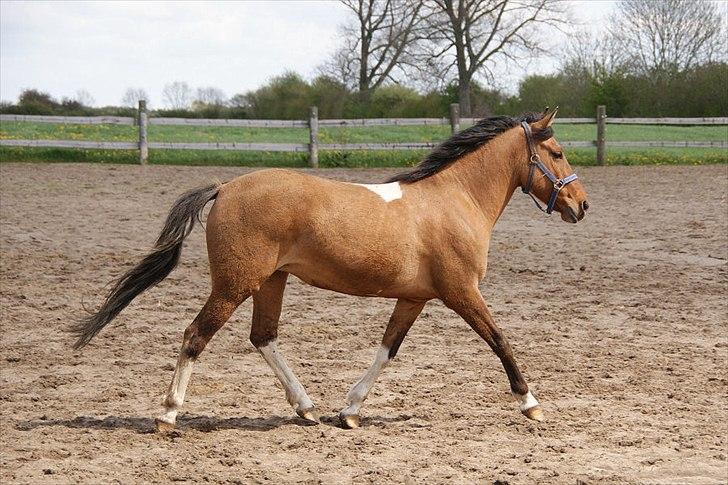 Anden særlig race Holmgaards Jazmin tidl pt - Forår 2010 billede 12
