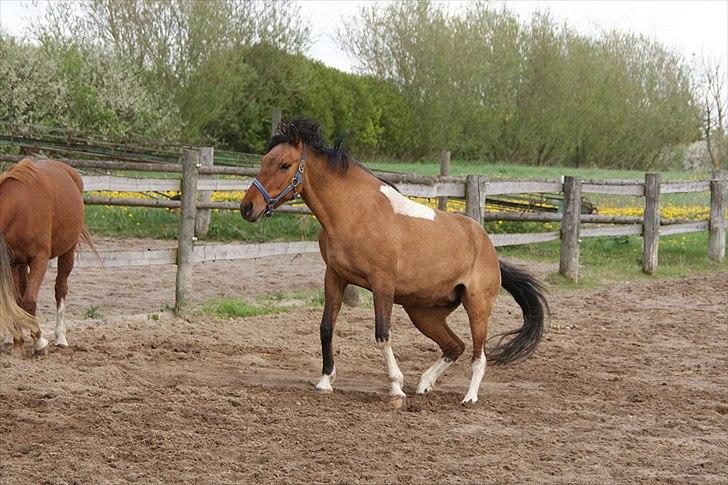 Anden særlig race Holmgaards Jazmin tidl pt - Lige efter at have rullet sig. :) billede 13