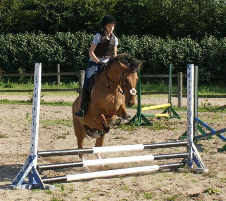 Anden særlig race Holmgaards Jazmin tidl pt - Fra en af vores første springundervisninger..  25. Juli 2008! Gammelt! billede 14