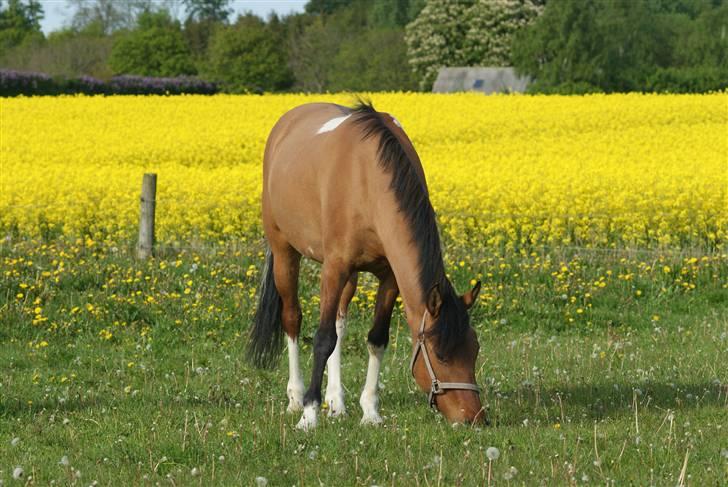 Anden særlig race Holmgaards Jazmin tidl pt - Søøøøde Jazmin. 2009, tror jeg. :) billede 15