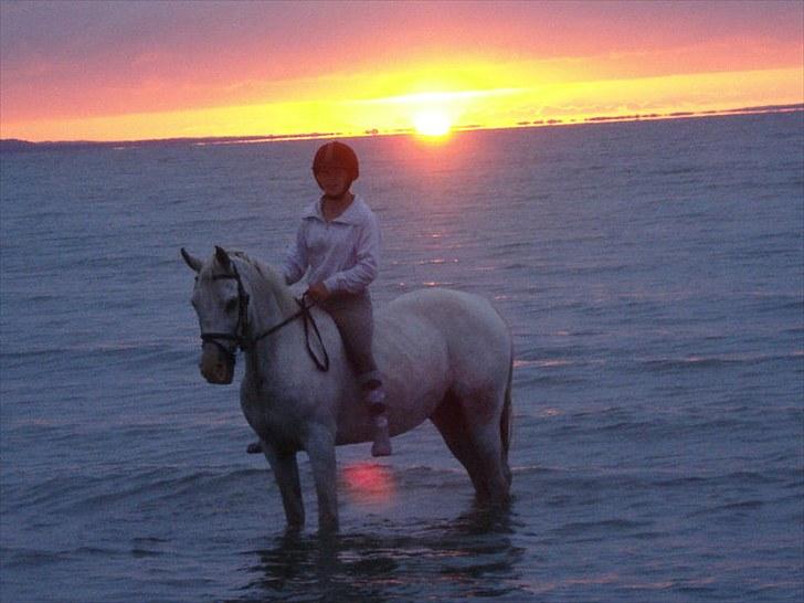 Arabisk fuldblod (OX) Sayida (sida) - smuk aften ved stranden, smukke sayida ved sølnedgange i; fotograf: min mor d; billede 1
