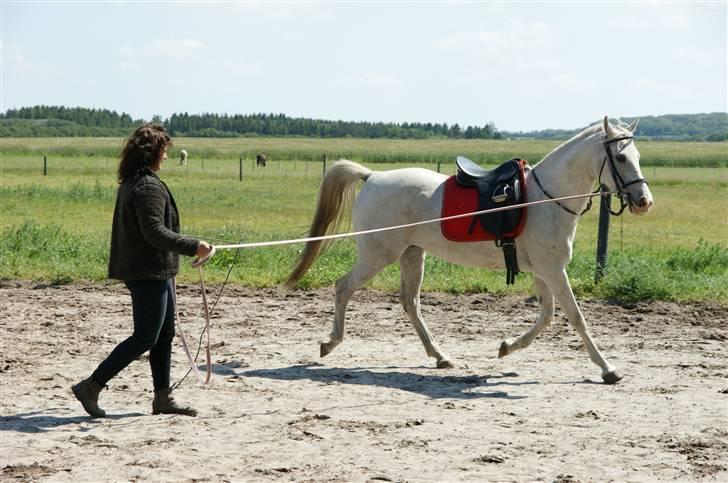 Arabisk fuldblod (OX) Sayida (sida) billede 2