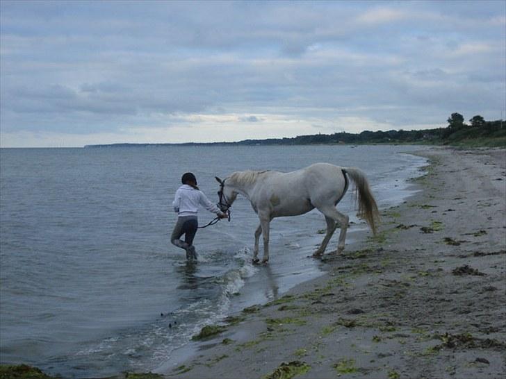 Arabisk fuldblod (OX) Sayida (sida) billede 3