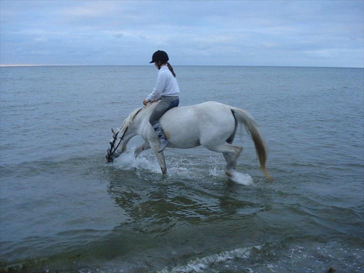 Arabisk fuldblod (OX) Sayida (sida) billede 4