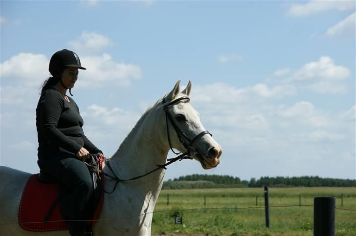 Arabisk fuldblod (OX) Sayida (sida) billede 5