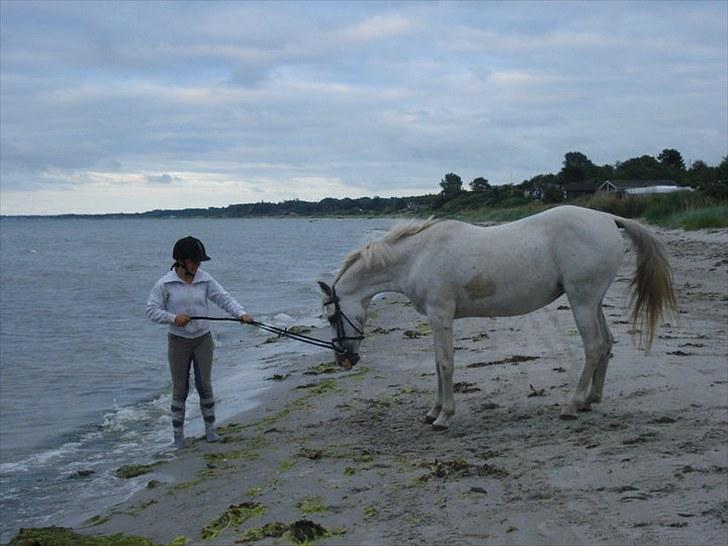 Arabisk fuldblod (OX) Sayida (sida) billede 6