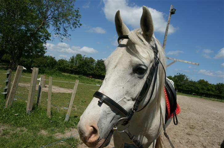 Arabisk fuldblod (OX) Sayida (sida) billede 8