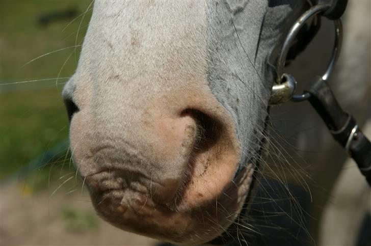 Arabisk fuldblod (OX) Sayida (sida) billede 9