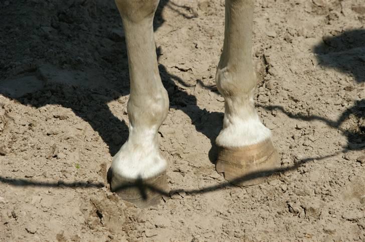 Arabisk fuldblod (OX) Sayida (sida) billede 10