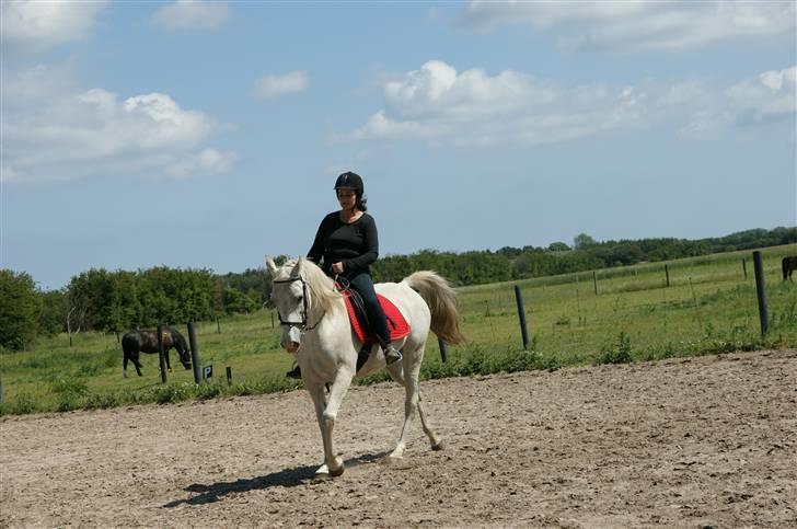 Arabisk fuldblod (OX) Sayida (sida) billede 11