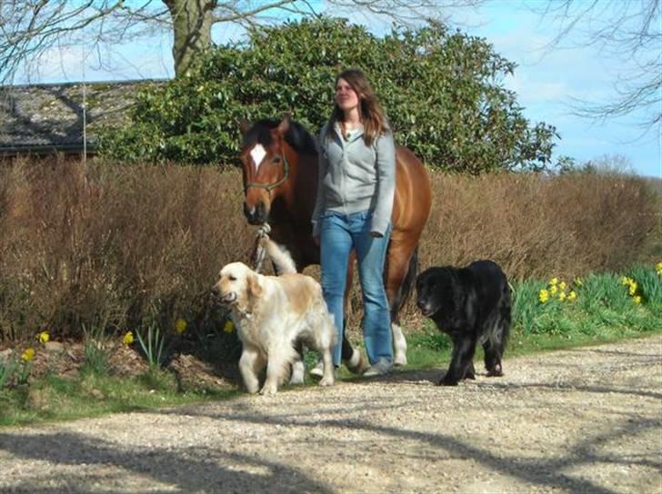 New Forest Malido - Line der strækker Malido. og min gamle hund Lonnie ved siden af mig billede 12