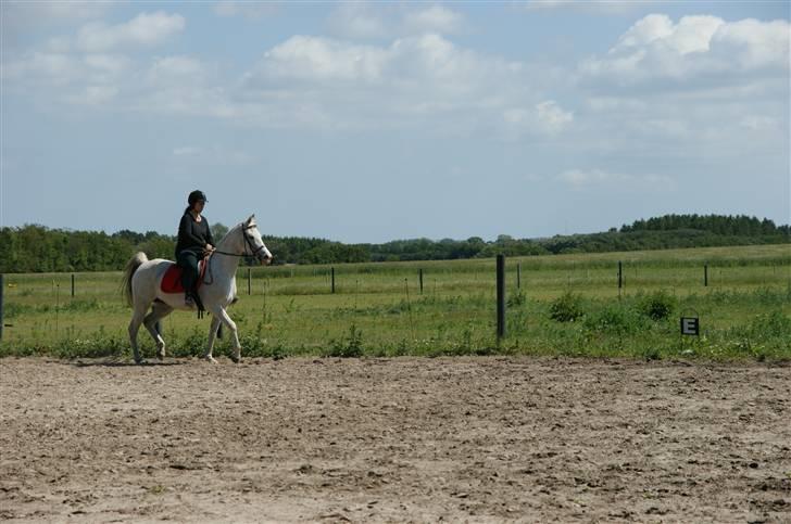 Arabisk fuldblod (OX) Sayida (sida) billede 12