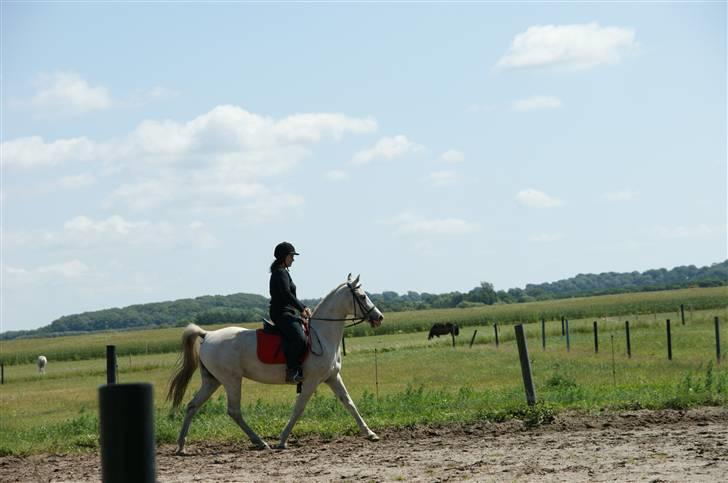 Arabisk fuldblod (OX) Sayida (sida) billede 13