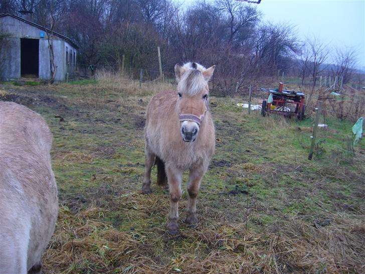 Fjordhest Sandra SOLGT - Velkommen til sandras profil.. billede 1