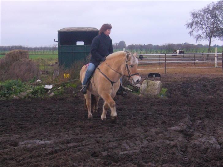 Fjordhest Sandra SOLGT billede 2