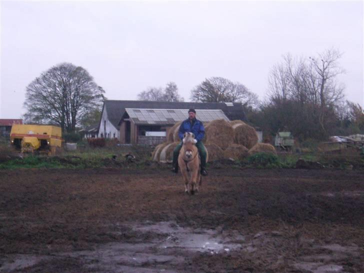 Fjordhest Sandra SOLGT billede 3