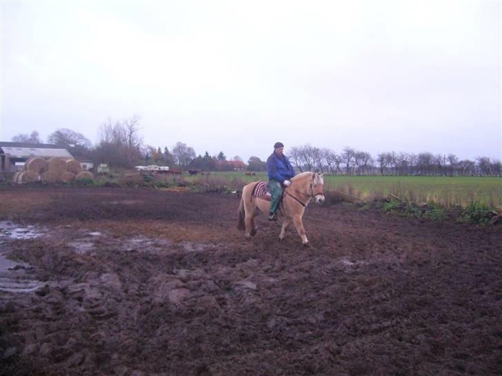Fjordhest Sandra SOLGT billede 4