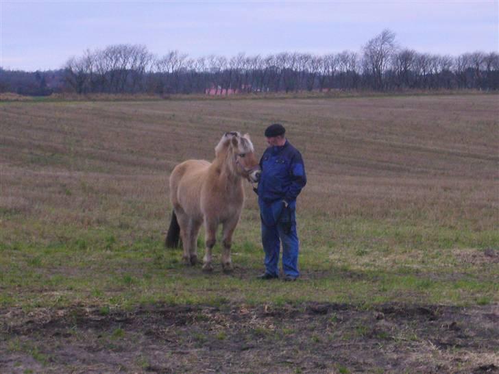 Fjordhest Sandra SOLGT billede 5