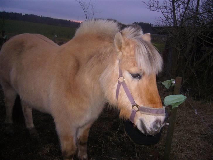 Fjordhest Sandra SOLGT billede 6