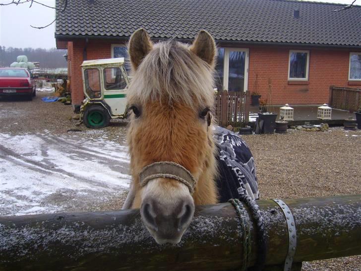 Fjordhest Sandra SOLGT billede 7