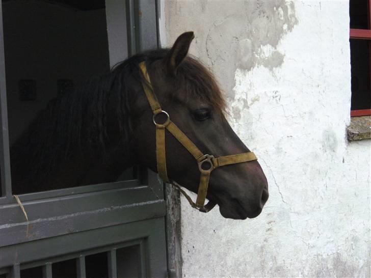 Anden særlig race - Joey..  billede 1