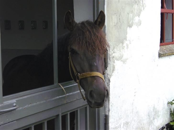 Anden særlig race - Joey..  billede 13