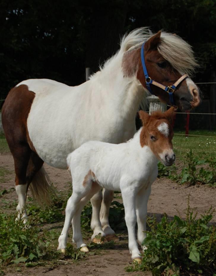 Dansk Miniature Egehøj´s Royal Sun Z - 14.06.09 Ude for første gang billede 2