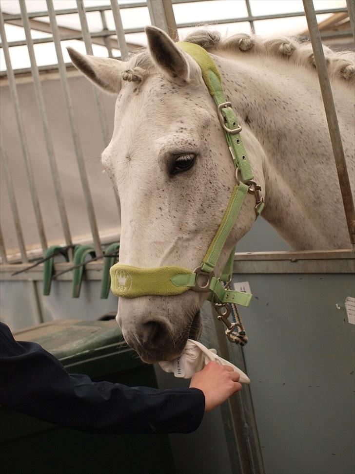 Connemara Hesselholts Casano B-pony - Casano er lidt ked af, at jeg tager min ridehandske fra ham :( billede 18