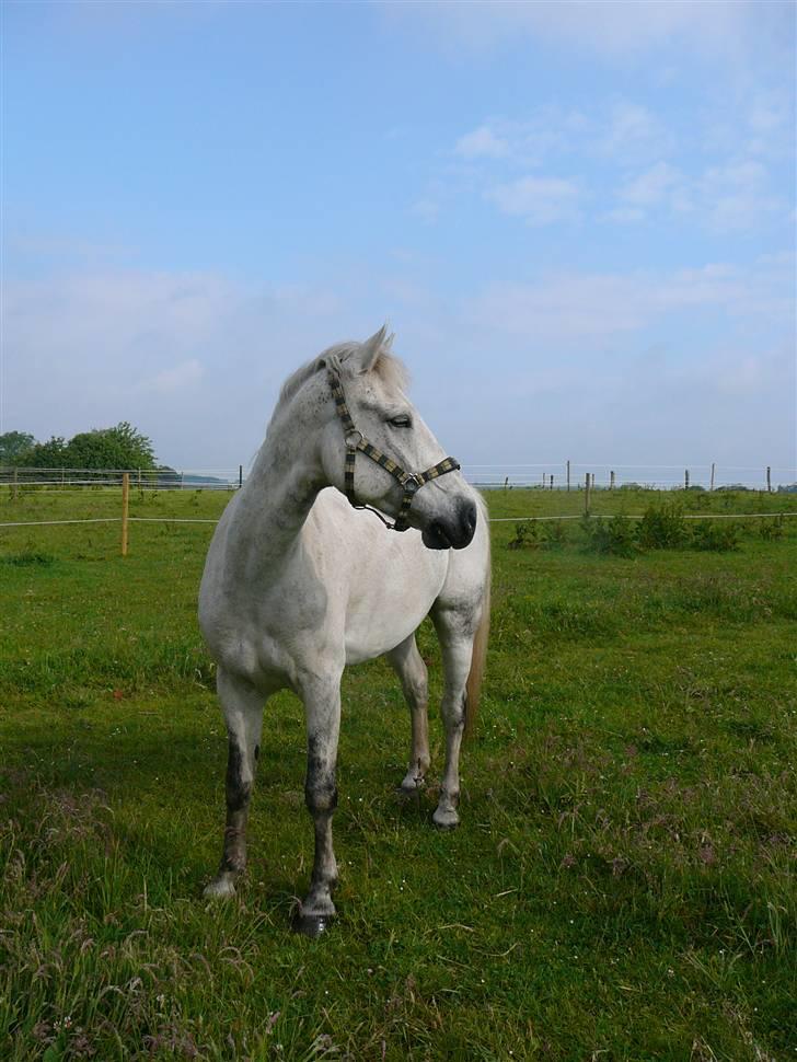 Connemara Hesselholts Casano B-pony billede 19