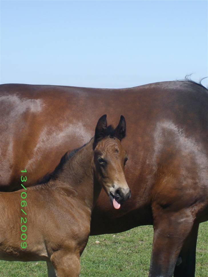 Oldenborg Hasselhøjs louie - 15 dage billede 11