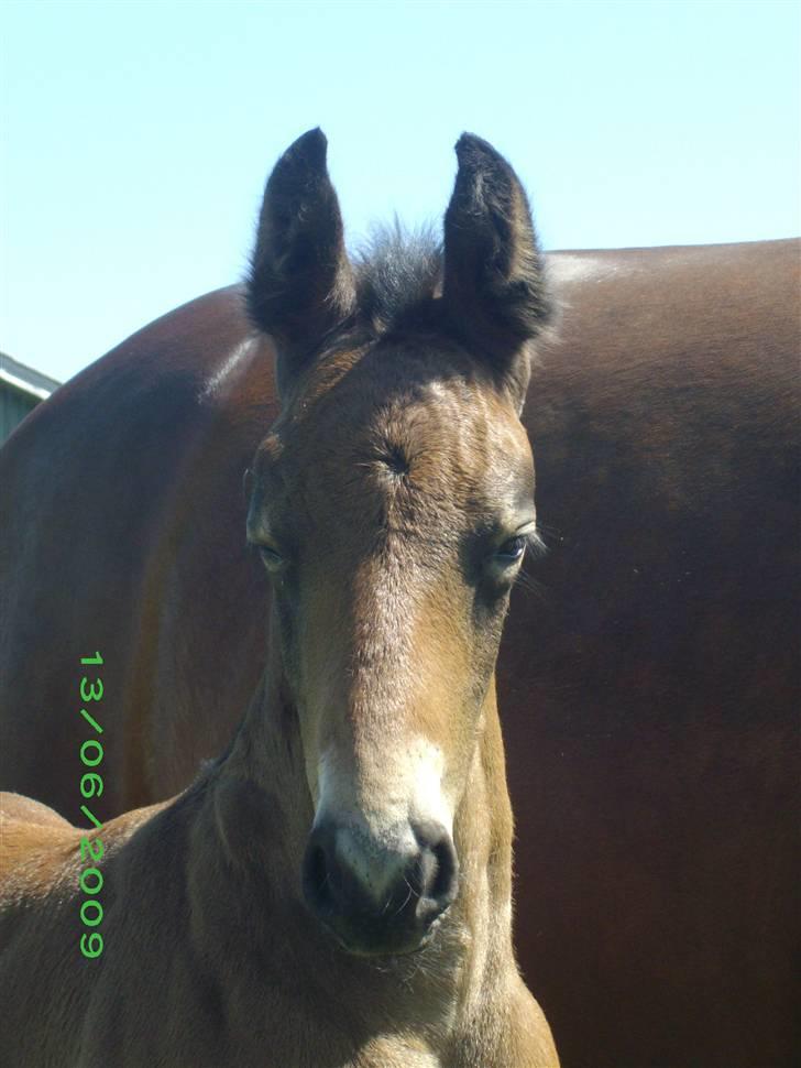 Oldenborg Hasselhøjs louie - 15 dage billede 12