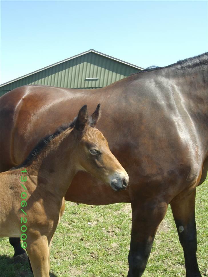 Oldenborg Hasselhøjs louie - 15 dage billede 13