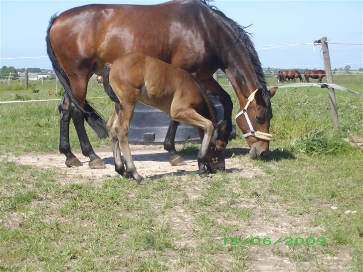 Oldenborg Hasselhøjs louie - 15 dage billede 14