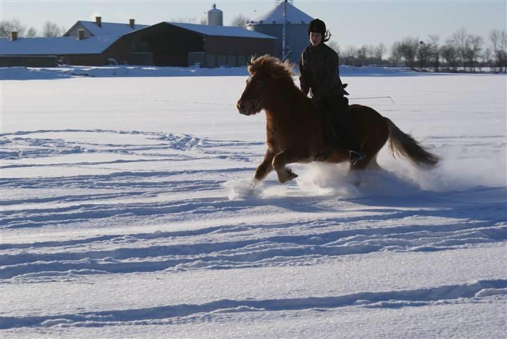 Islænder Demantur fra Nr. Tolstrup - Lad være med at kigge på mig :D.. Demantur i sneen. Foto: Januar 2010. billede 8