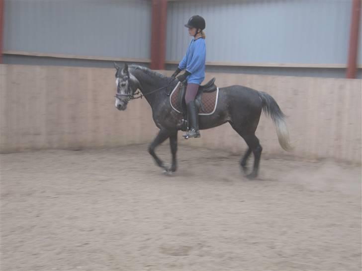 Welsh Cob (sec D) Misty (solgt) - Jeg og Misty.  Foto: Frederikke Marcher billede 8