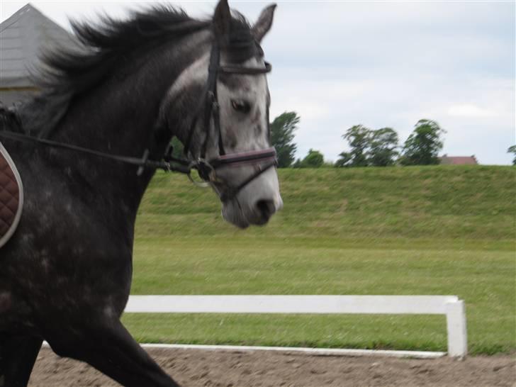 Welsh Cob (sec D) Misty (solgt) - Den smukke Misty!!<3  Foto: Frederikke Marcher billede 9
