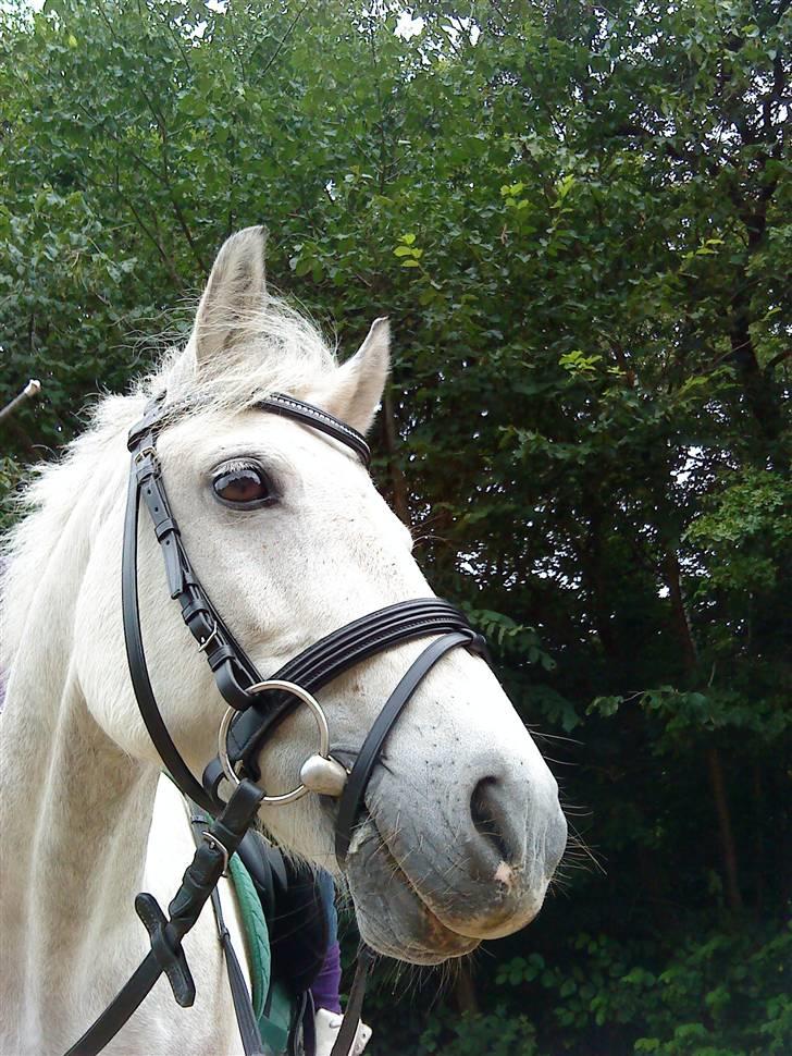 Anden særlig race  Bandit<3 *SOLGT* - fordi jeg kan fortælle dig alt uden du siger det vidre :´) billede 10