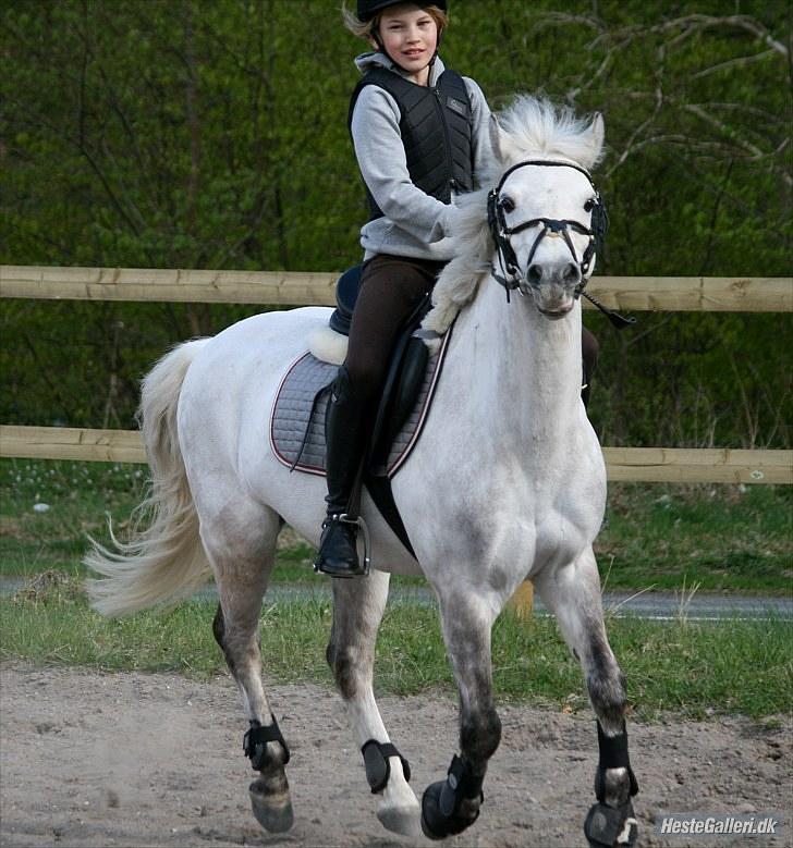 Anden særlig race  Bandit<3 *SOLGT* - vi har haft opture og mange nedture men vi klarede den, jeg har været igennem så meget med den pony! ;´) foto: Rinni :) billede 15