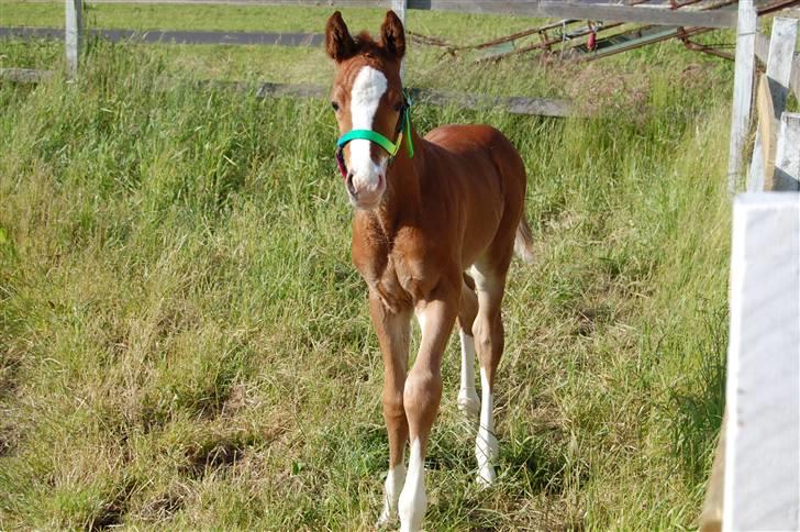 Dansk Varmblod Don amigo R.I.P <3  billede 12