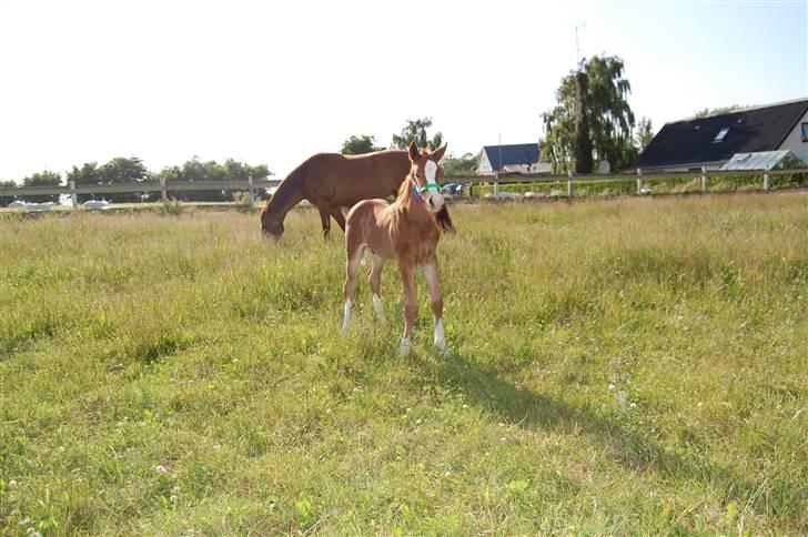 Dansk Varmblod Don amigo R.I.P <3  billede 13