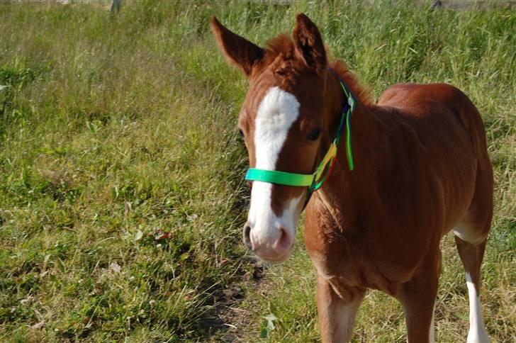 Dansk Varmblod Don amigo R.I.P <3  billede 14