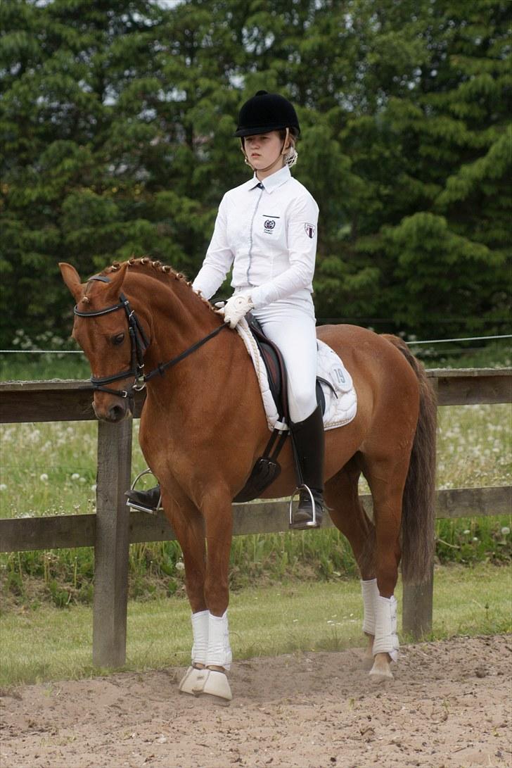 Hollandsk Sportspony Cognac  - Stævne i NDRK, opvarmning :) billede 9