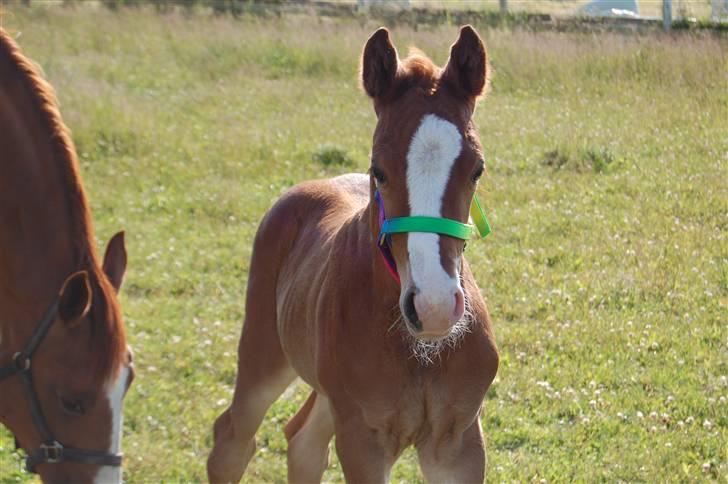 Dansk Varmblod Don amigo R.I.P <3  billede 15