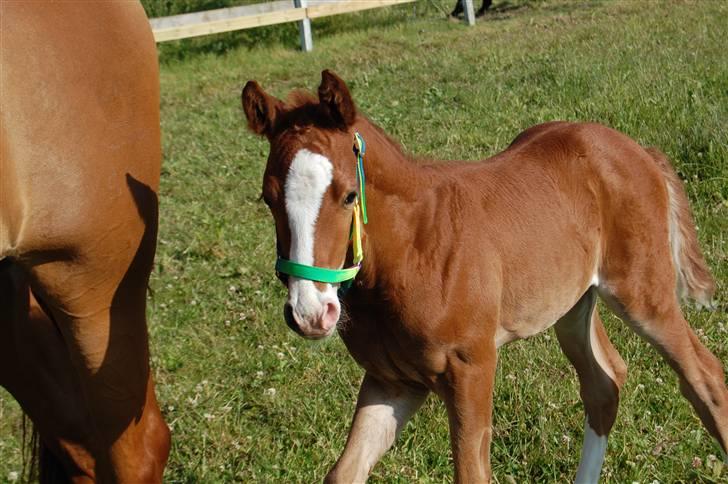 Dansk Varmblod Don amigo R.I.P <3  billede 16