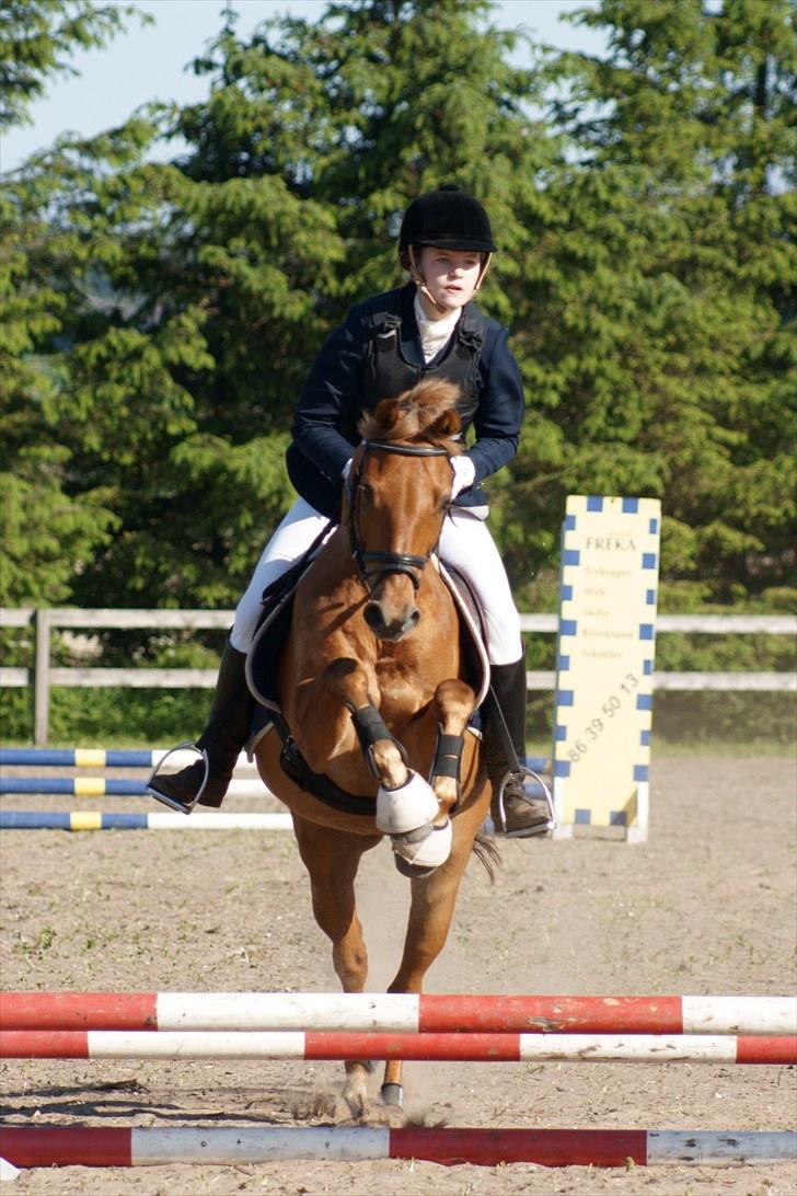 Hollandsk Sportspony Cognac  - Første springstævne NDRK Babyjump 4 fejl:) Han spurtede afsted :D billede 10