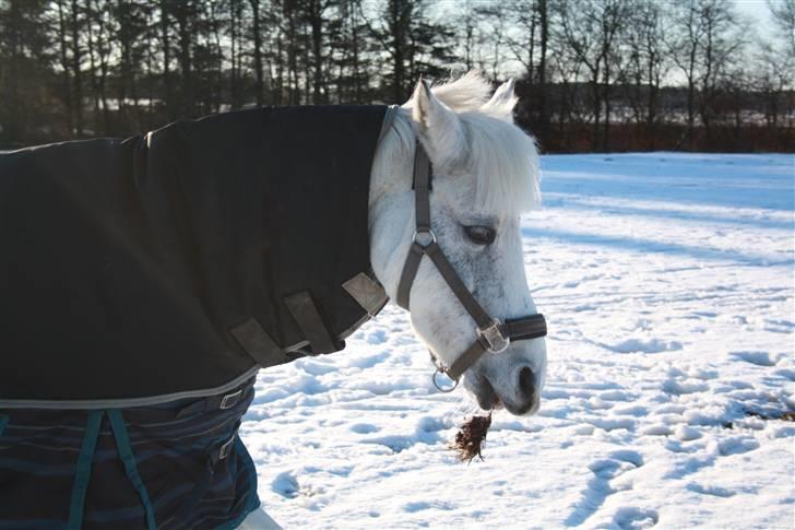 DSP Fanta <3 - Min lille skat med en jordknold?? (Fotograf Miig) * Take time to say "I´m sorry," "Please forgive me," "Thank You," or "It´s OK" And if tomorrow never comes, you´ll have no regrets about today  billede 12